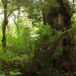 Malt Rest (Otway Park) - Rainforest walk